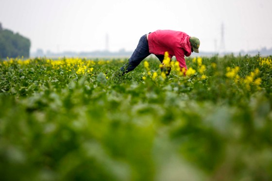 Jeff Veenstra of Wild Earth weeding beets. (Mike Deal / Winnipeg Free Press)