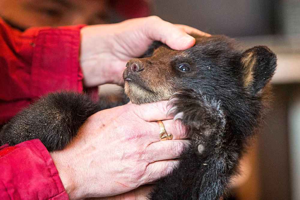 The cub submits to the poking and prodding of a basic health scan without complaint. (Mikaela MacKenzie / Winnipeg Free Press)