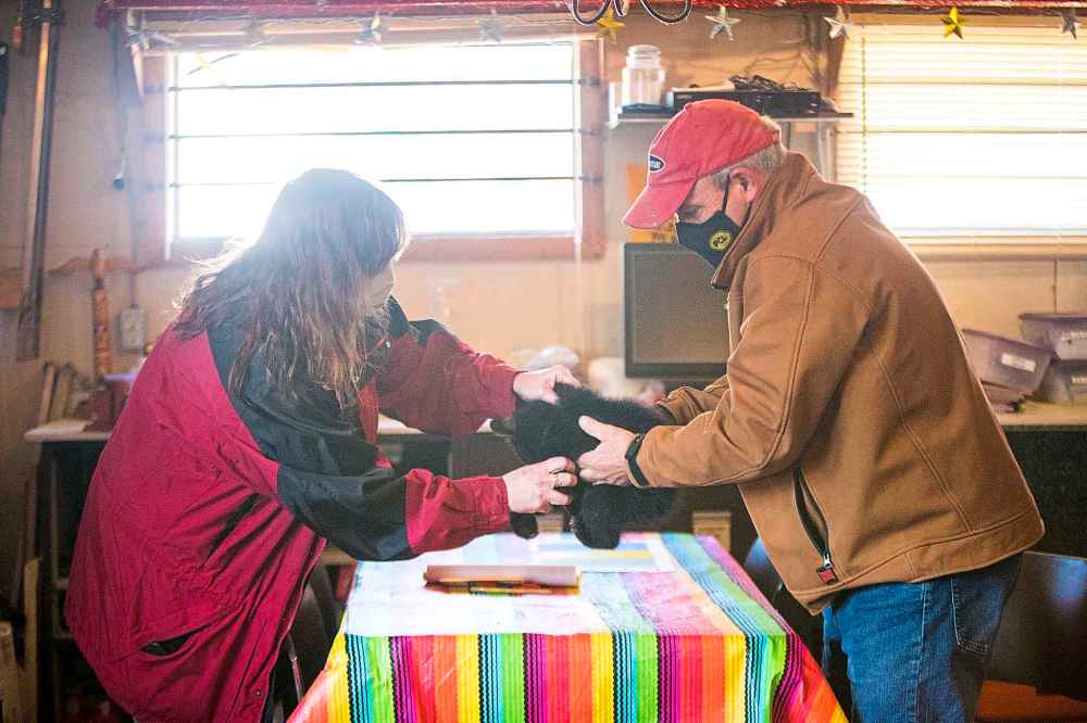 Judy and Roger check the cub for dehydration. (Mikaela MacKenzie / Winnipeg Free Press)