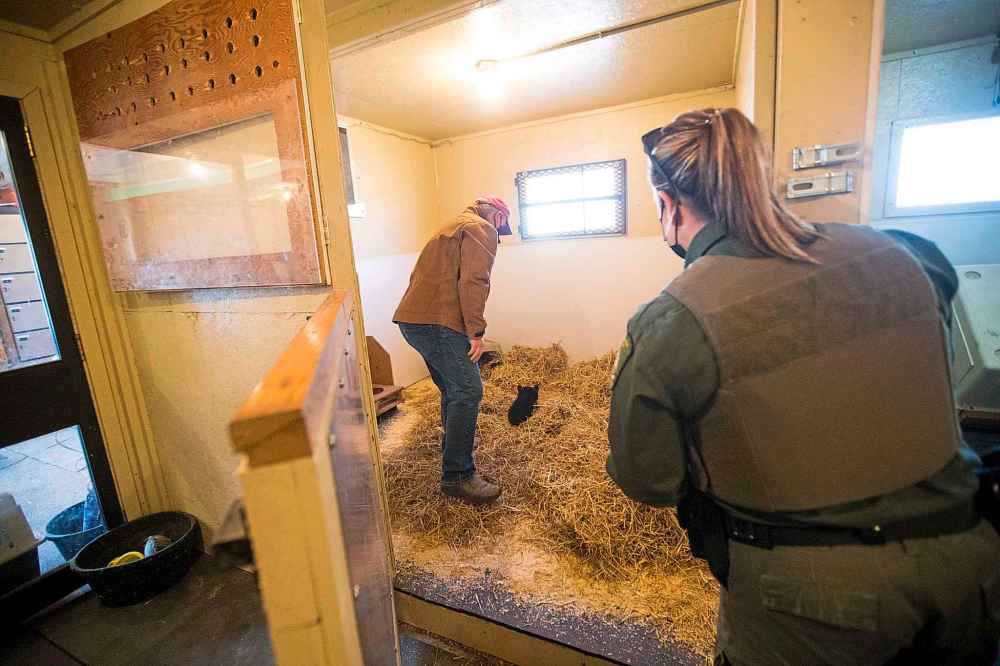 Roger puts the cub in its new enclosure as April Elphinstone watches. (Mikaela MacKenzie / Winnipeg Free Press)