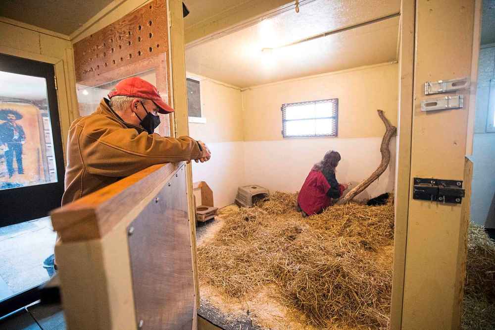 Roger watches as Judy gives the cub his first feeding. (Mikaela MacKenzie / Winnipeg Free Press)