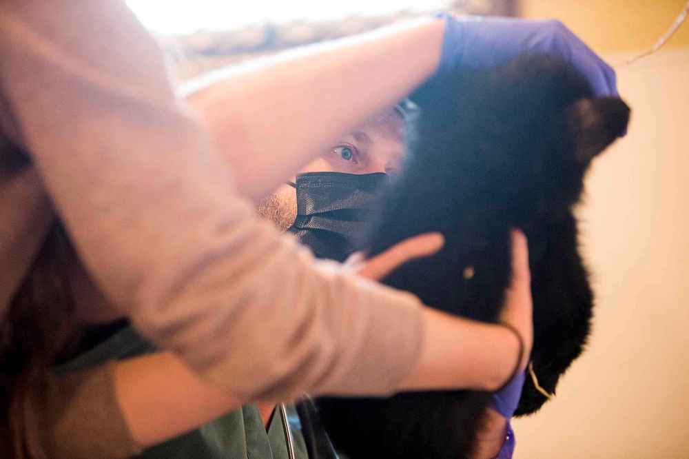 Veterinarian Justin Rosing and Fiona Mulhern check the cub. (Mikaela MacKenzie / Winnipeg Free Press)