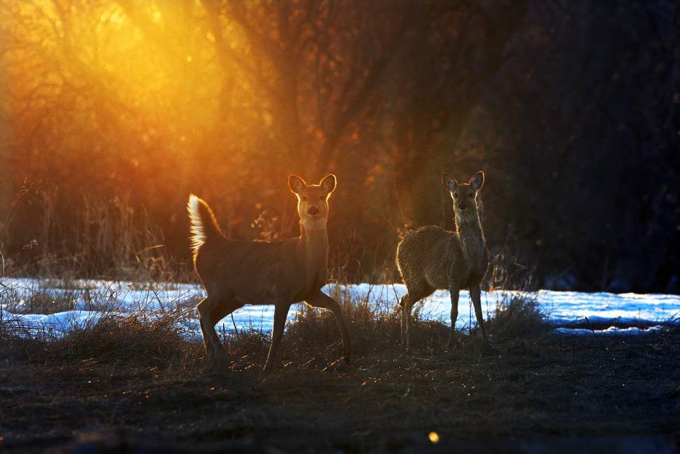 Deer enjoy grazing at sunset in Headingley, Manitoba. April 19, 2013 (JOE BRYKSA / WINNIPEG FREE PRESS)