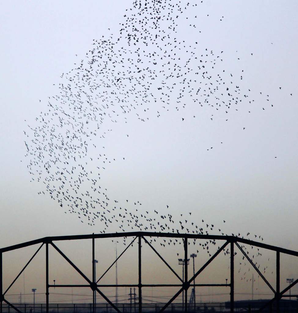 Pigeons Galore- A massive flock of pigeons rises over the Arlington Street bridge. March 28, 2013 (JOE BRYKSA / WINNIPEG FREE PRESS)