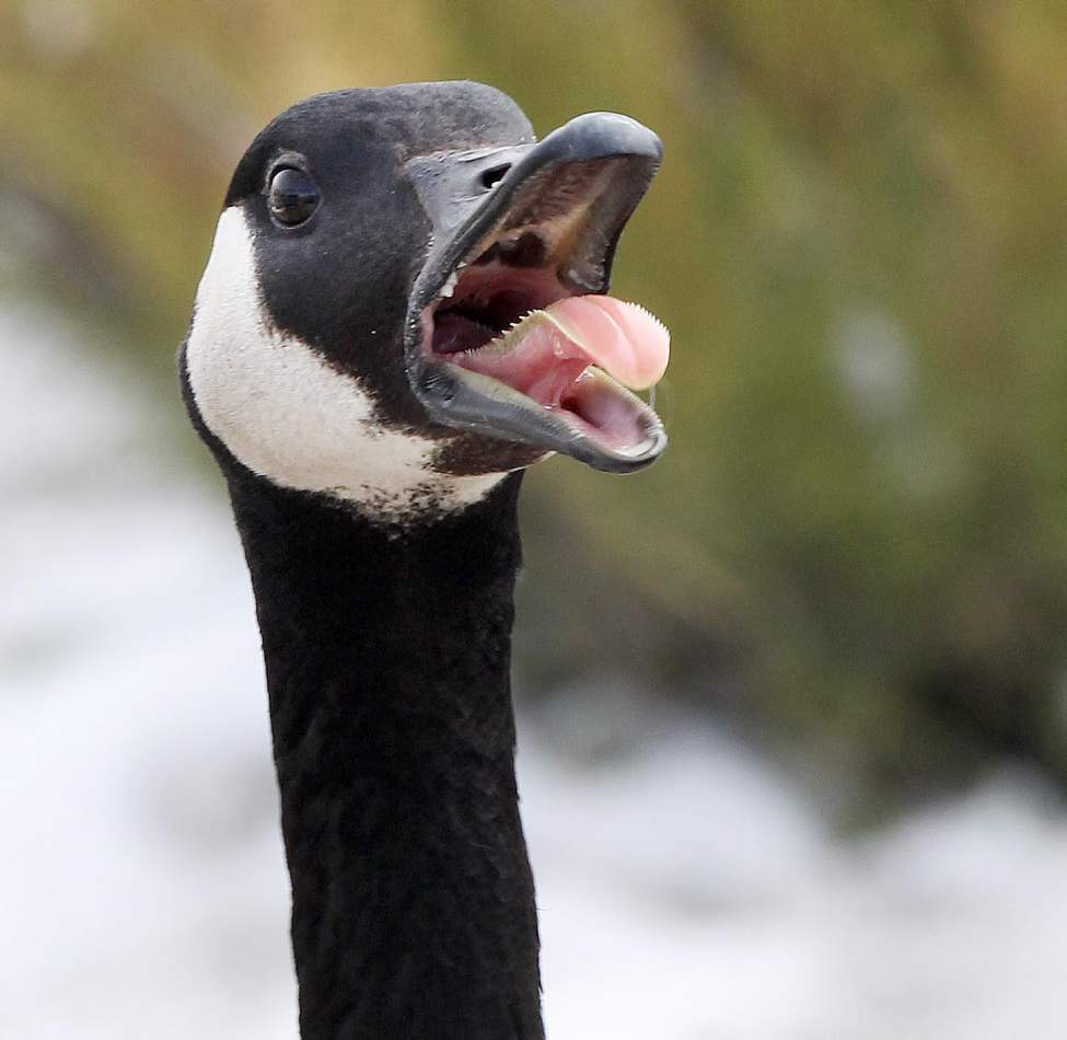 A Canada Goose sends a warning as he stands guard near his nesting area in the Tuxedo Business Park. April 16, 2013 (JOE BRYKSA / WINNIPEG FREE PRESS)