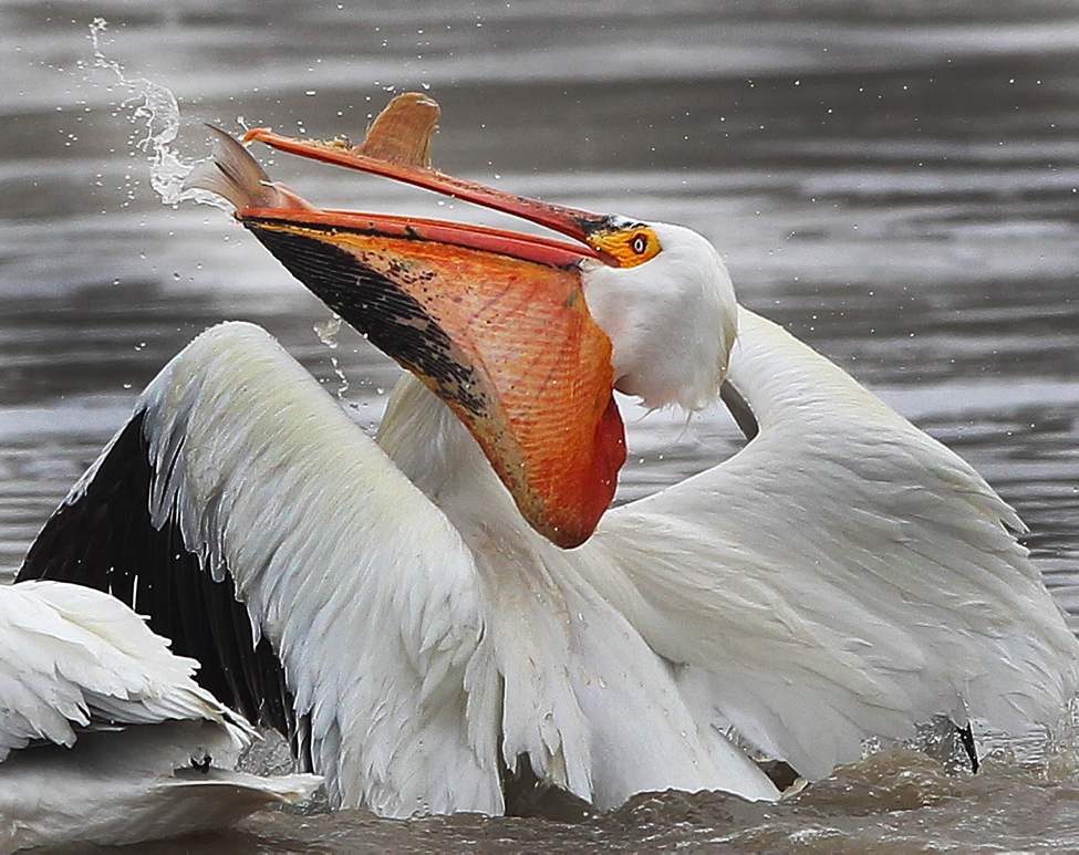 Down the Hatch- A pelican swallows a fresh fish it caught on the Red River. May 01, 2013 (JOE BRYKSA / WINNIPEG FREE PRESS)