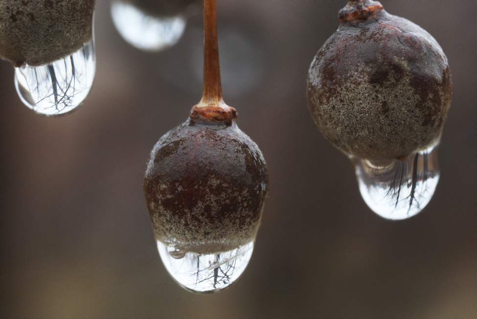 April showers- rain drops hang on berries along the Omand�s Creek Greenway trail near Polo Park. April 25, 2012 (JOE BRYKSA / WINNIPEG FREE PRESS)