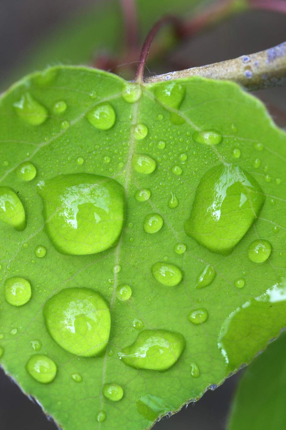 Vivid Colour-Water droplets collect on a newly-formed leaf in Little Mountain Park just outside Winnipeg Wednesday morning. May 28, 2013 (JOE BRYKSA / WINNIPEG FREE PRESS)
