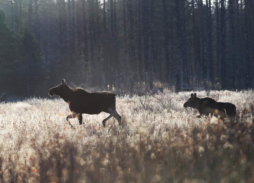 A cow moose and her calf as seen on a trip through Riding Mountain National Park. October 2013 (JOE BRYKSA / WINNIPEG FREE PRESS)