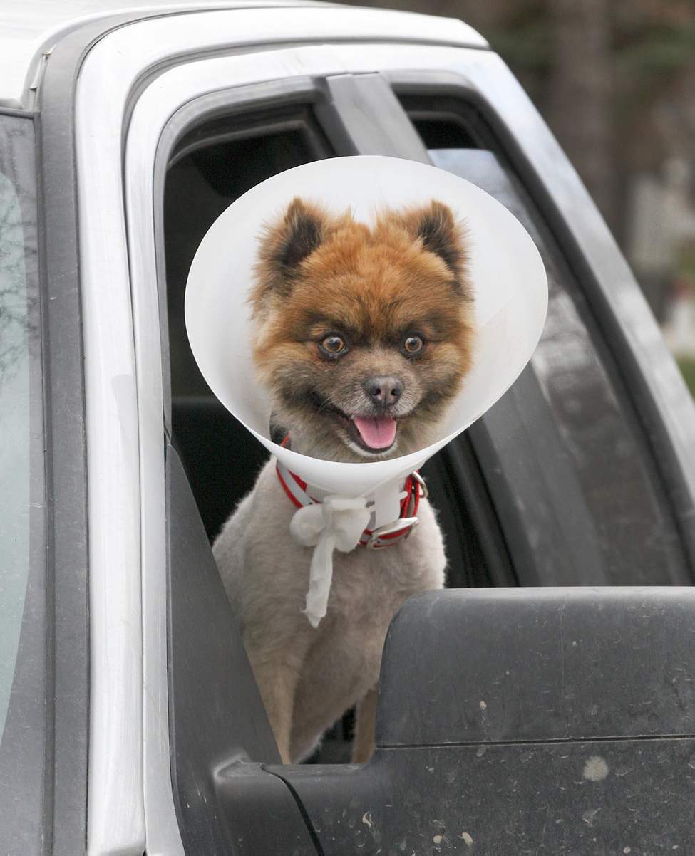 Let's Roll - Jo Jo, a Wolf Sable Pomeranian, seems ready to roll despite having a cone on his head while hanging out of his owner's truck in Kildonan Park. May 14, 2013 (JOE BRYKSA / WINNIPEG FREE PRESS)