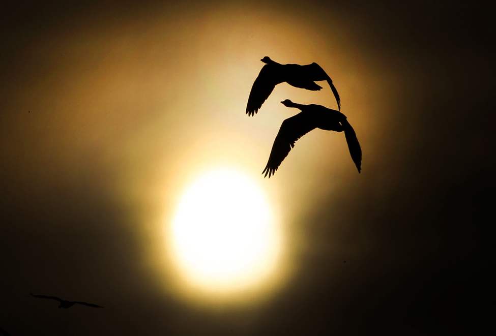 Fall Migration � Geese flood into fields illuminated by the morning sun east of Winnipeg on Fermor Avenue. October 03, 2013 (JOE BRYKSA / WINNIPEG FREE PRESS)