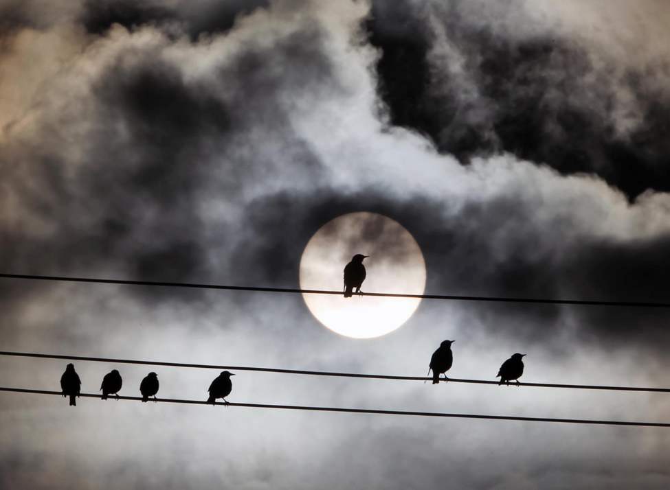 Grackles soak up the morning sun in Winnipeg�s north end. September 10, 2013 (JOE BRYKSA / WINNIPEG FREE PRESS)