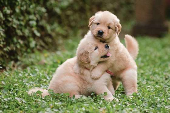 Dreamstime.comSo, your new puppies are coming home. Do you have everything you need? (Dreamstime.com)