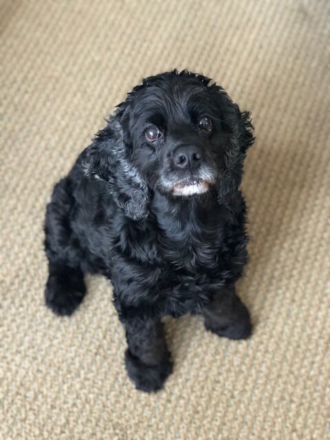 Bella enjoyed many things in life. (Supplied photo)