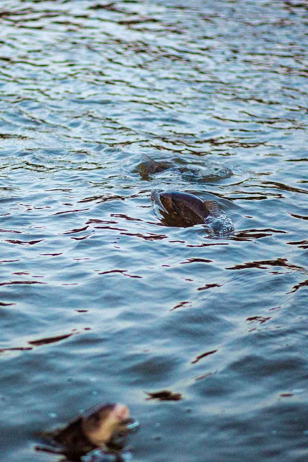 The water boils with fish swimming upstream.