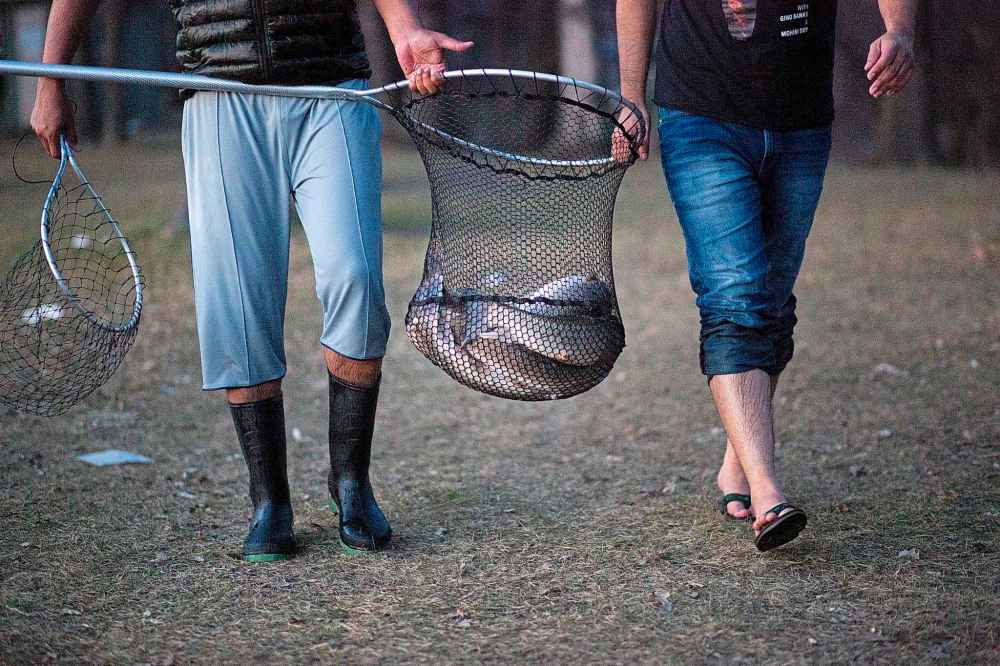 There is no limit on rough fish such as suckers or carp.