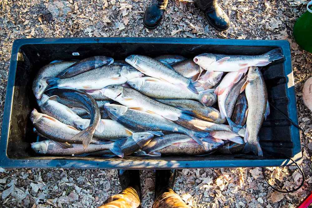 A bucketful of fish is ready to be hauled home.
