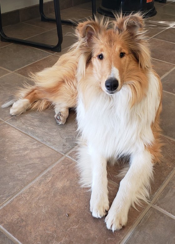 SUPPLIED Sienna, a rough collie.