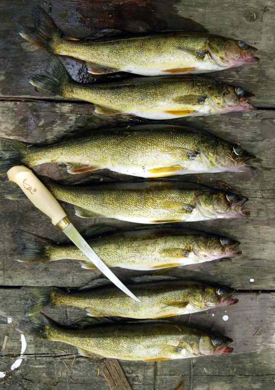 JOE BRYKSA / WINNIPEG FREE PRESS FilesFresh caught walleye, also known as pickerel.