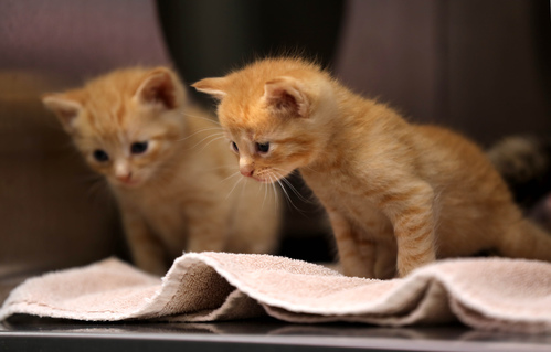 The Winnipeg Humane Society has reduced adoption fees for cats and until Aug. 10, you can adopt one kitten for $99 or two for $179. (Ruth Bonneville / Winnipeg Free Press)