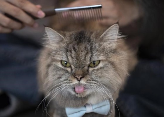 A cat has its hair brushed at the Caturday Cafe in Bangkok, Thailand, Friday, May 8, 2020. Cat and dog owners who cuddle with their pets when infected with COVID-19 could end up making their pets sick with the virus, says a study. THE CANADIAN PRESS/AP-Sakchai Lalit
