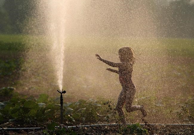June 21, 2011 In this June 21, 2011 photo, Anna Noorenberghe plays in the irrigation sprinkler on the family farm in Mt. Brydges, Ont. THE CANADIAN PRESS/Dave Chidley