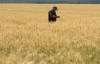 Farmer Oleksandr Zhuravsky checks the wheat in a field in Donetsk region, Ukraine, Tuesday, June 21, 2022. Russian hostilities in Ukraine are preventing grain from leaving the 