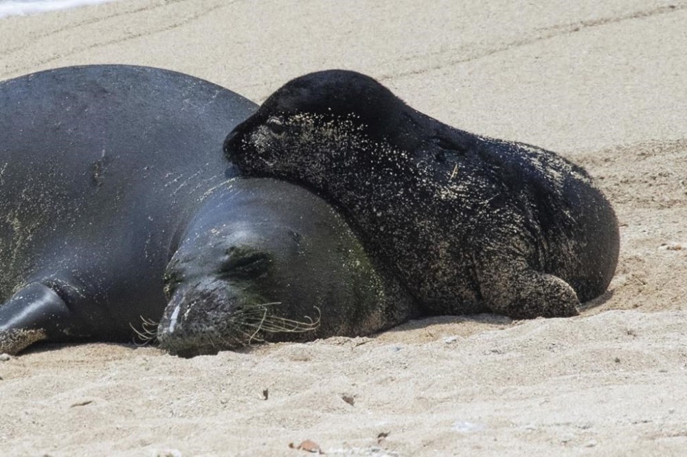 Rocky, an endangered Hawaiian monk seal, rests on a beach with her young pup on Monday, July 25, 2022 in Honolulu. A swimmer was injured Sunday, July 24, after encountering the mother and pup in the water. The Hawaii Department of Land and Natural Resources said in a statement that the victim is a 60-year-old elementary school teacher from California. The woman received lacerations to her face, arm and back, the agency said. Monk seals can be aggressive and territorial when nursing and officials warn people to stay away from the animals. (Craig T. Kojima/Honolulu Star-Advertiser via AP)