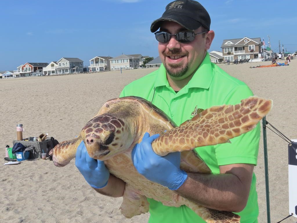 World’s toughest turtle? Survivor among 8 returned to ocean Winnipeg