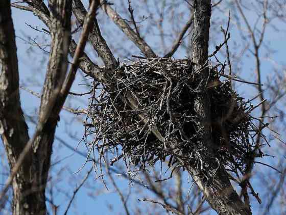 JOHN WOODS / WINNIPEG FREE PRESSAn empty hawk’s nest in a tree on Rousseau Avenue East on Tuesday. (John Woods / Winnipeg Free Press)