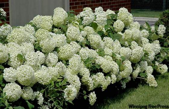 'Annabelle’ is known for its huge creamy-white mop-head flowers.