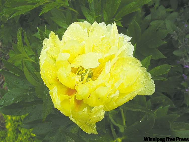 Bartzella Itoh Peony. Bright, lemon-yellow double blossoms above dark green, deeply dissected foliage — a classic for your garden.