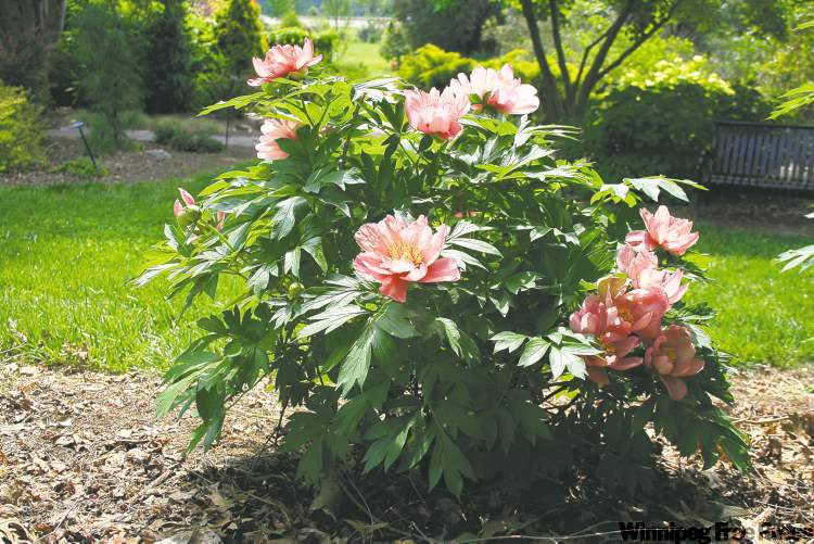 Itoh peony in the garden. Named after the Japanese nurseryman Toichi Itoh, the Itoh peony is a cross between herbaceous and tree peonies. Bushy, vigorous, and stunning.
