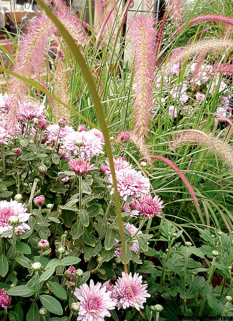 'Adonis Purple' annual mum with Pennisetum rubrum. Fall annuals provide rich colour and thrive in cooler temperatures.