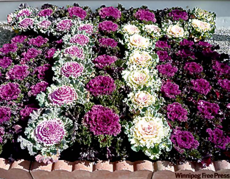 Ornamental varieties are not for the dinner table.Kale and cabbage pigments intensify with cooler temperatures. Leaves are smooth and rounded or have frilly, scalloped edges and can reach up to 12 inches across.