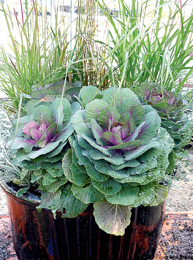 Flowering cabbages such as 'Peacock Red' provide dramatic container displays even after the first snowfall.