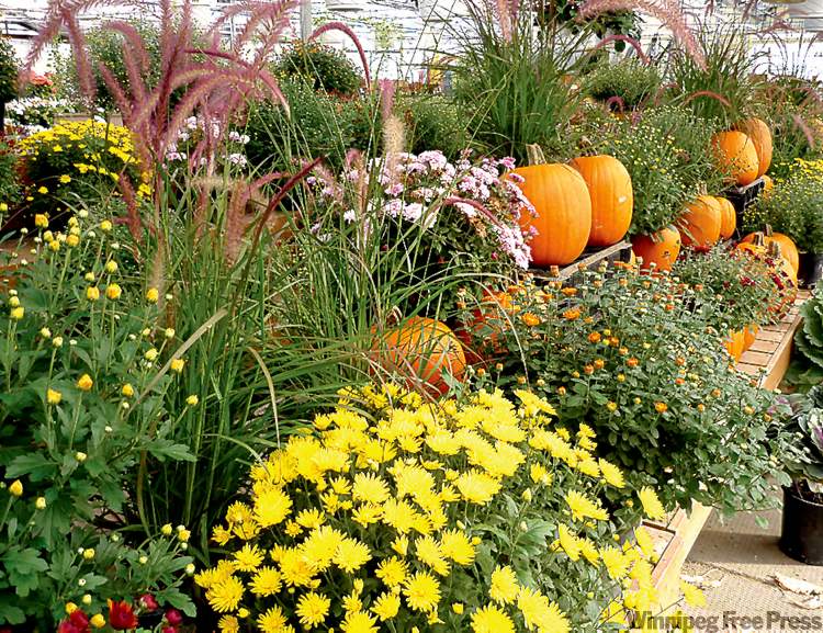 Look for mums, annual grasses, ornamental kale or flowering cabbages at your garden centre. For long-lasting displays, add mini pumpkins in time for Thanksgiving.