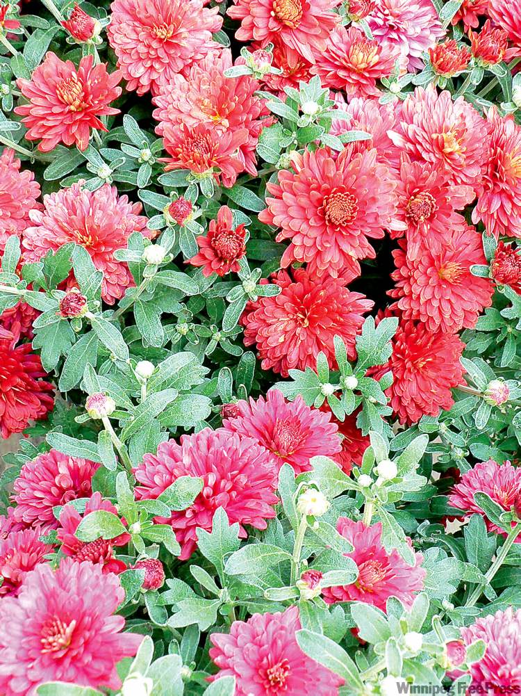Plant hardy mums such as Jenny Wren Red early in the fall. Mulch with flax straw at the base of the plant.
