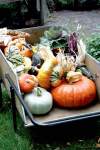 Sharlene Nielsen/Winnipeg Free Press
It’s the season for pumpkins and squash -- perfect for the Thanksgiving table.