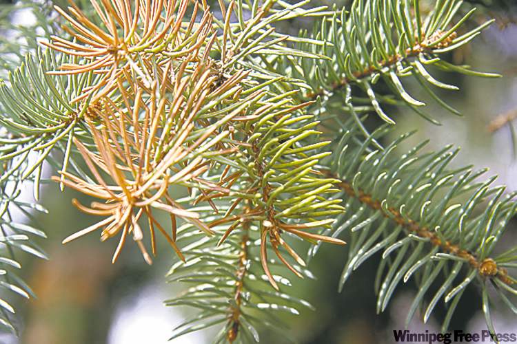 Spruce tip blight