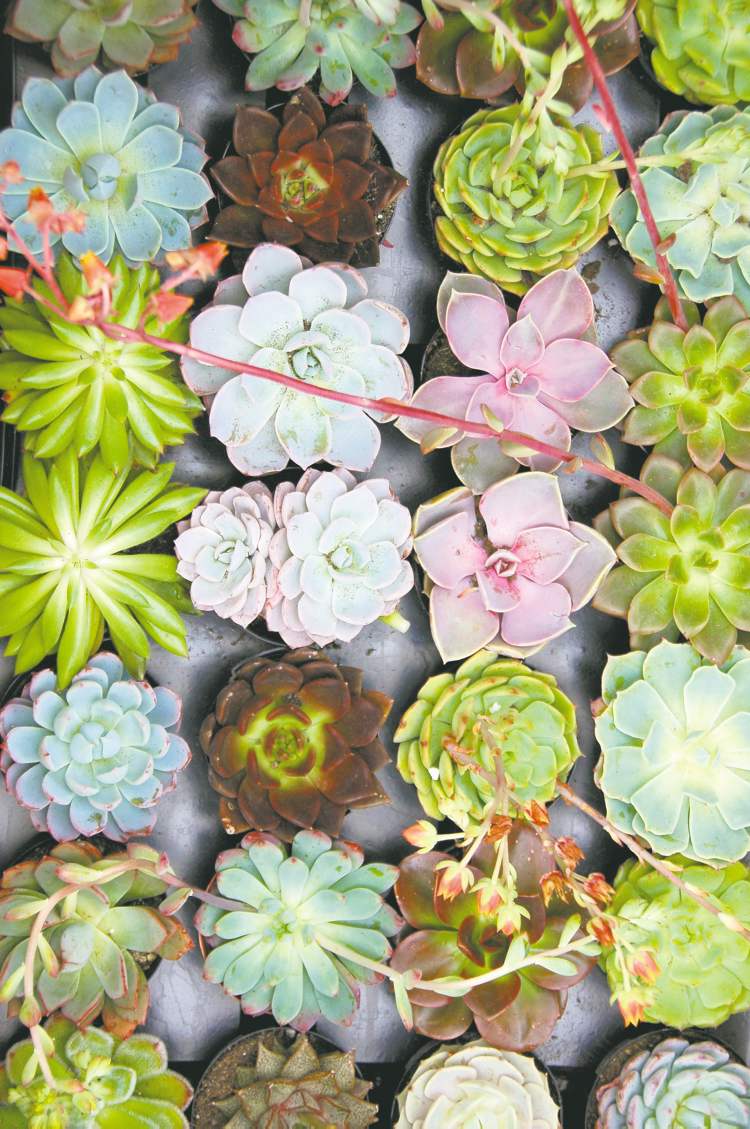 Sensational succulents: clustered together, they make a beautiful garden.