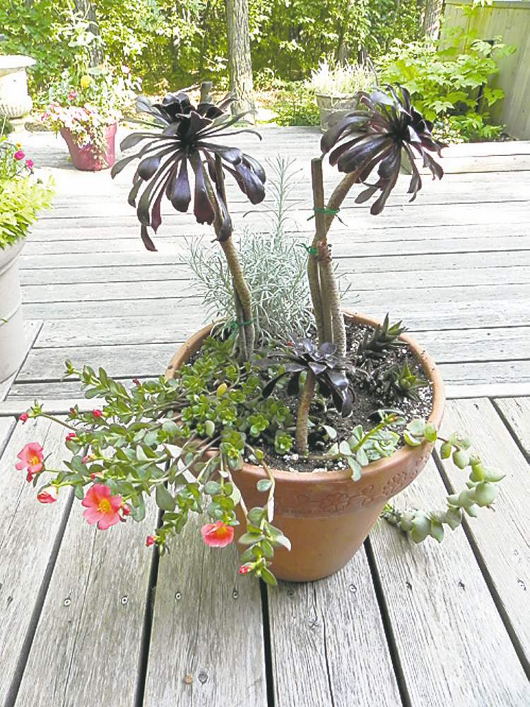 Combine succulents for outdoor containers with drought tolerant annuals such as flowering portulaca. Water-wise annuals include gazania, strawflower, geranium and dusty miller.