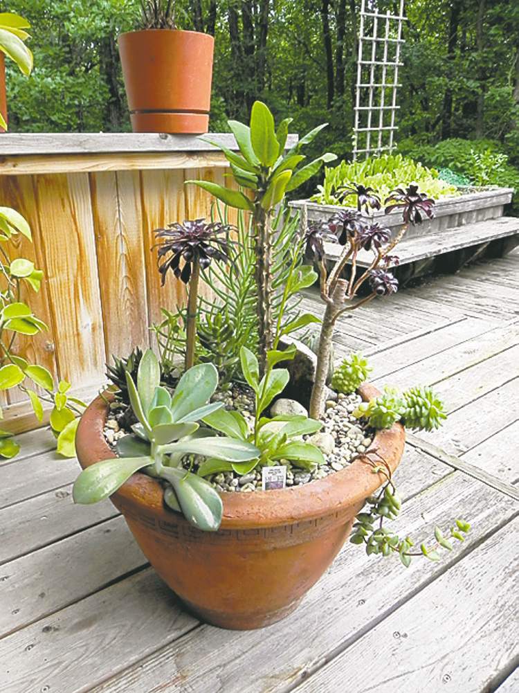 This outdoor display features Black Tree Aeonium, Echeveria Macrophylla and Euphorbia Crown of Thorns. Provide a very porous, quick-draining potting medium consisting of one-third clean sharp sand.