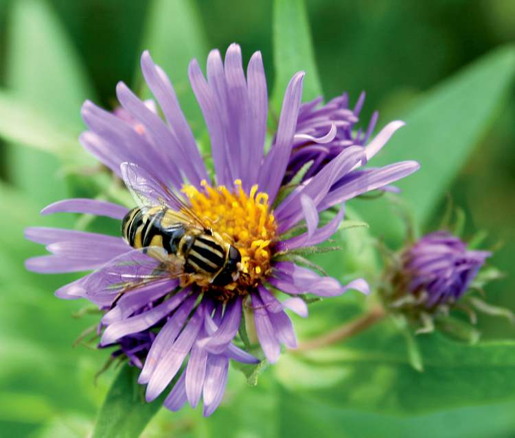 John Morgan
A favourite of John Morgan�s is the New England Aster shown here with a Hover Fly bee mimic. A much-loved plant, it occurs more in people�s gardens than in the wild.