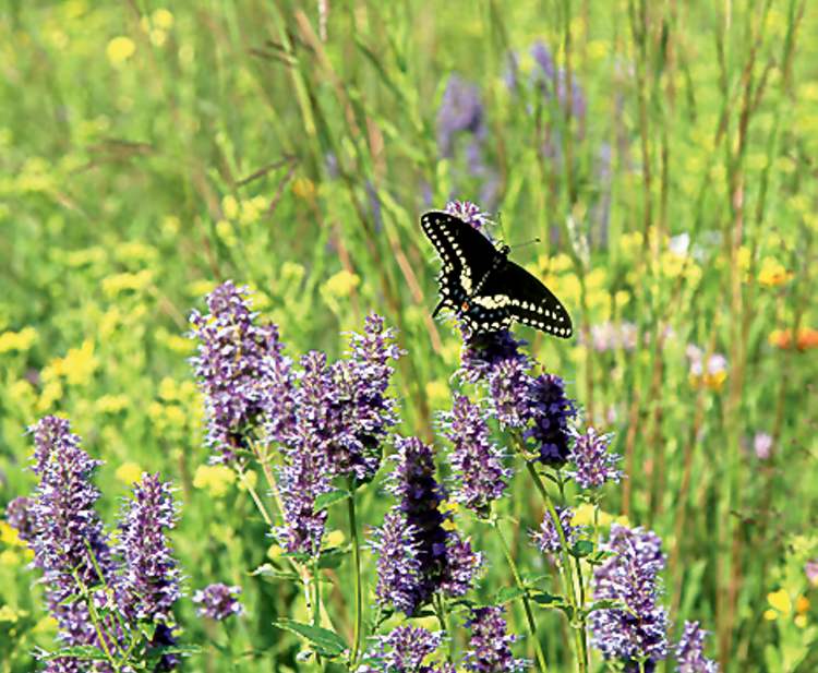 Prairie Originals
A butterfly and bee magnet, giant hyssop stands out in the landscape with showy spikes of lavender-coloured flowers. The flowers and scented leaves are used to make a licorice-tasting tea. Added benefit: it�s deer-resistant.