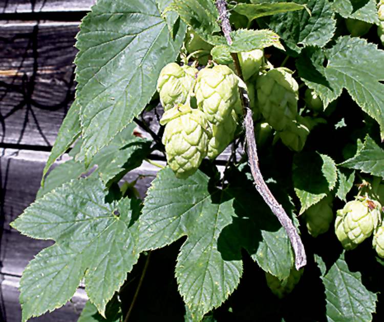 John Morgan
Wild hops, a long-living herbaceous vine native to Manitoba, grows 20 feet or more from groundlevel each summer. Large, cone-like, greenish white flowers (used to flavour and preserve beer) appear in midsummer.