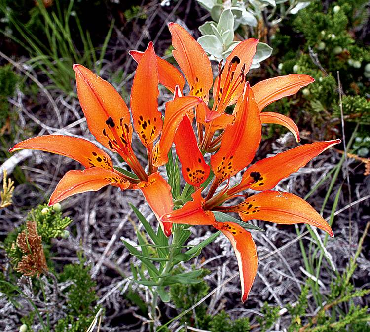 John Morgan
Bright orange prairie lilies, also known as western wood lilies, burst into bloom in late June to early July.