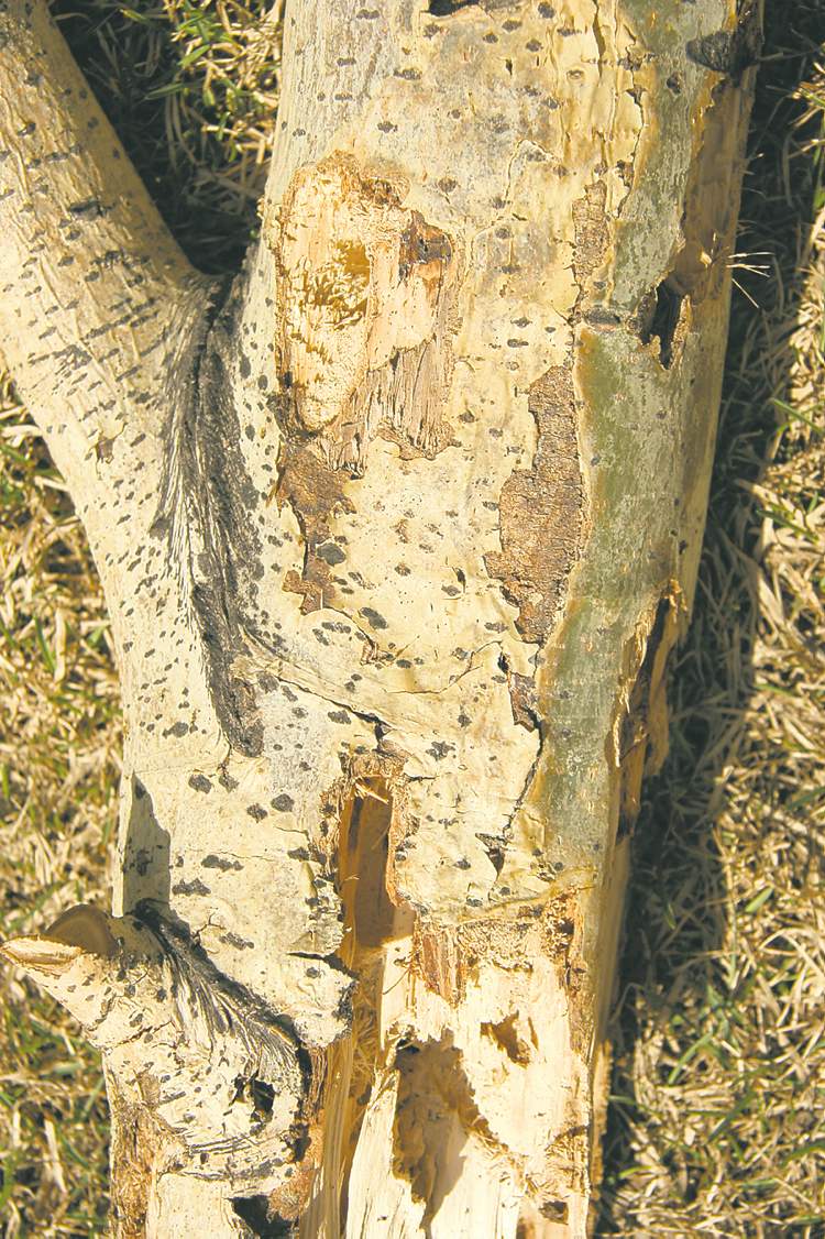 Heavy feeding by worms will riddle the trunk with numerous holes and tunnels, making the tree structurally unsound and subject to breakage by strong winds.