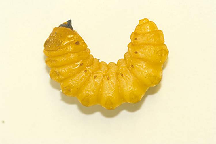 The carpenter worm (Prionoxystus robiniae) is a wood-boring grub that attacks stressed trees.