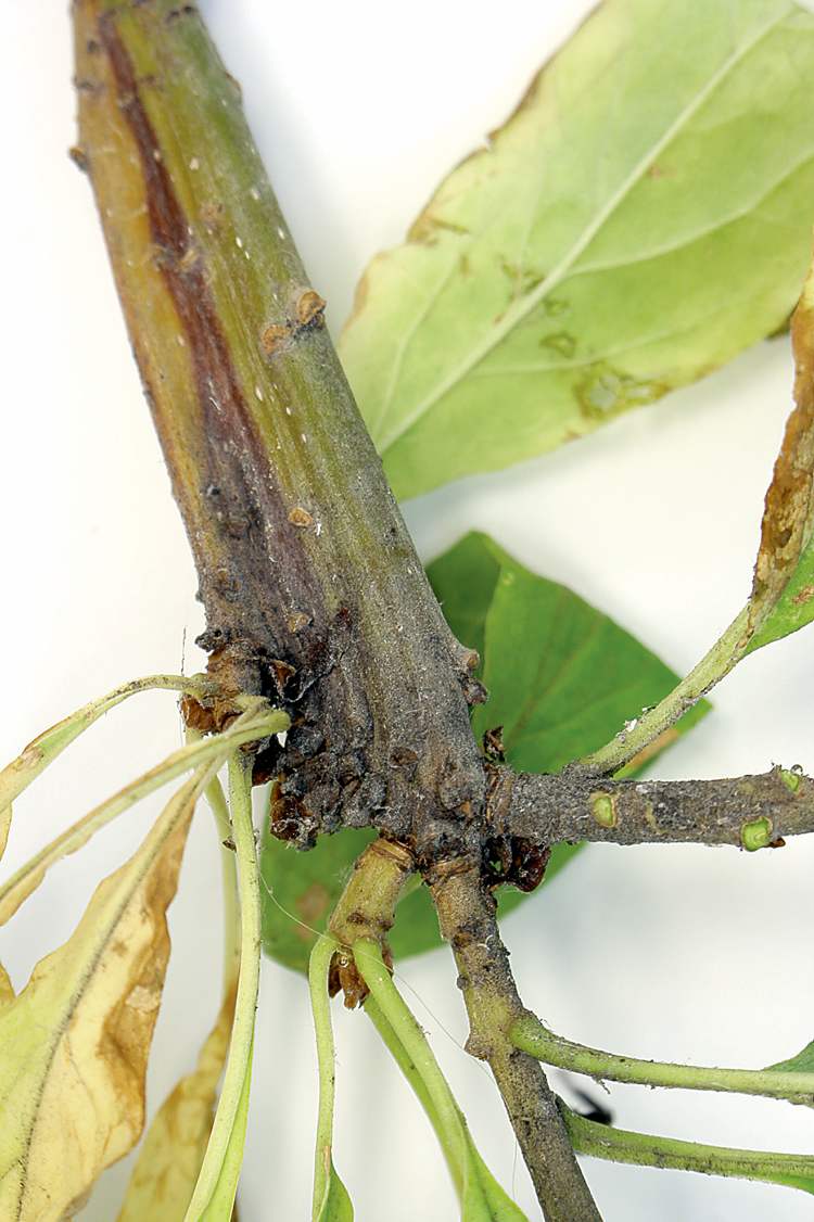 On the dying twigs and branches of Mancana ashes, there appears to be an unusual development of the twigs that causes them to flatten out and become distinctly deformed.